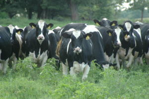DCRC Dairy Cattle