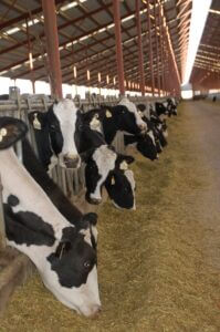 Dairy cows eating silage
