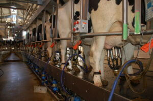 Dairy cows being milked